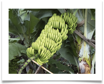 Bunch of Bananas - Denis McAllister